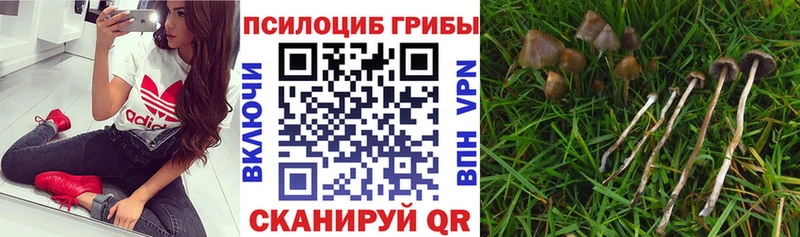 Псилоцибиновые грибы Psilocybine cubensis  Каменка 